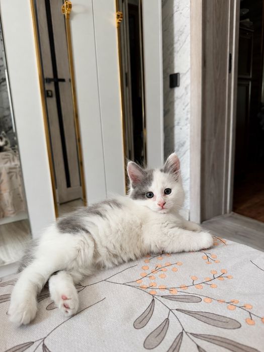 В Добрые руки отдам котёнка