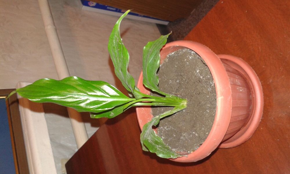 Цветы женское счастье.