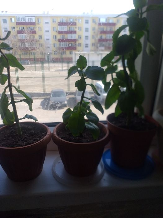 Цветы свежепосаженные