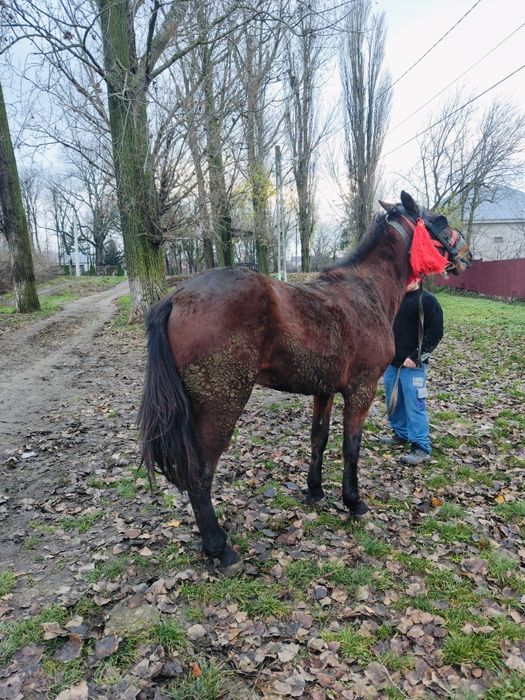 Vând armăsar de 3 ani