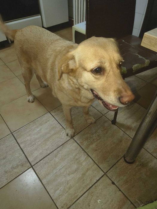 Donez câine labrador