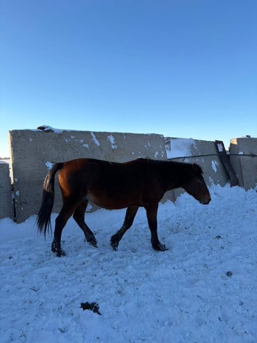 Айғыр / Жеребец продаю