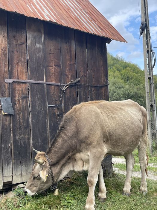 Giurinca de vanzare