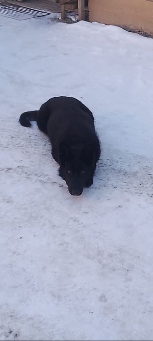 Продам немецкая овчарка