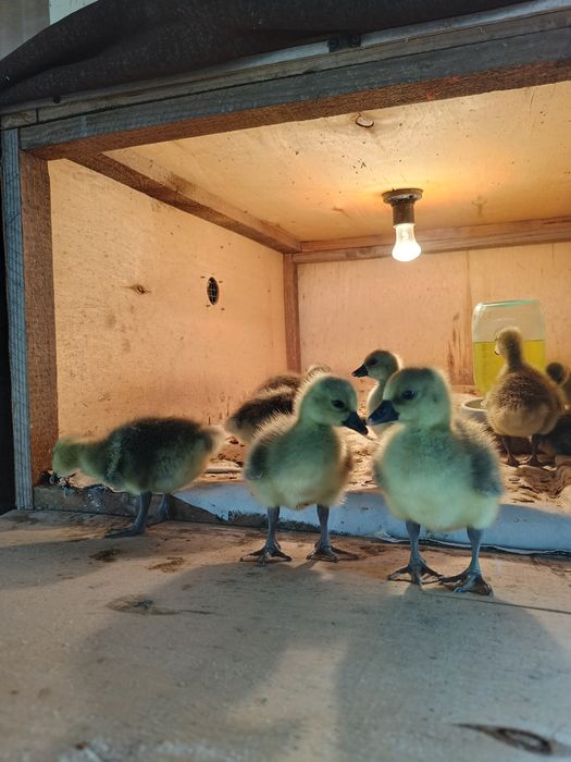 Продам    гусат.