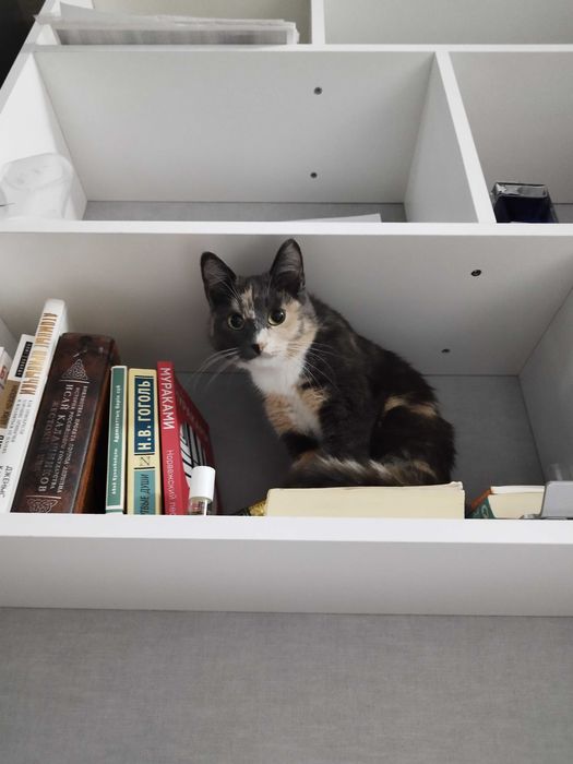 Отдам кошку в хорошие руки