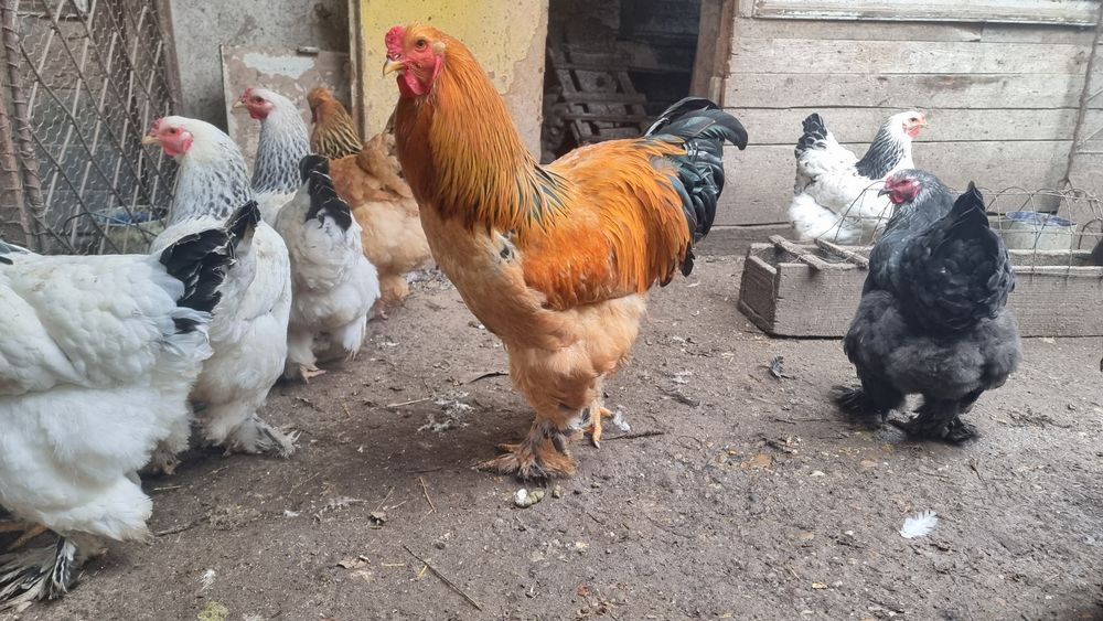 Vand Oua Gaini de Rasa