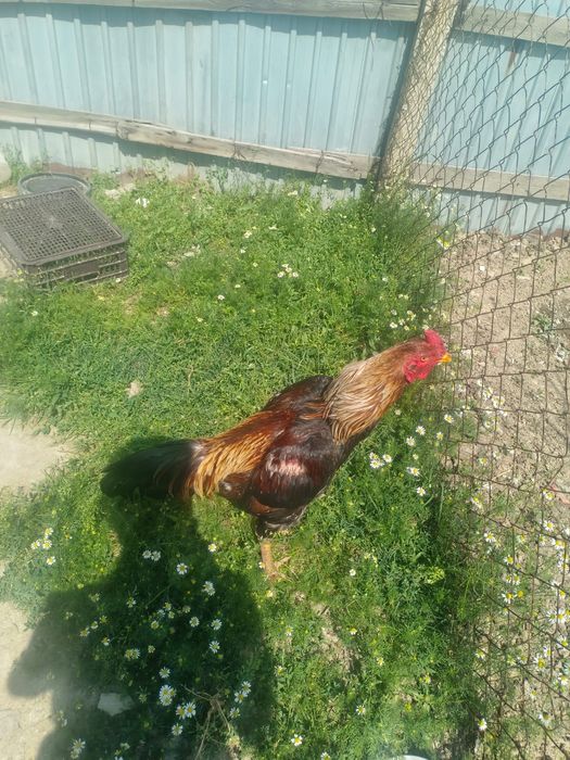 Дәкән кораз шамо