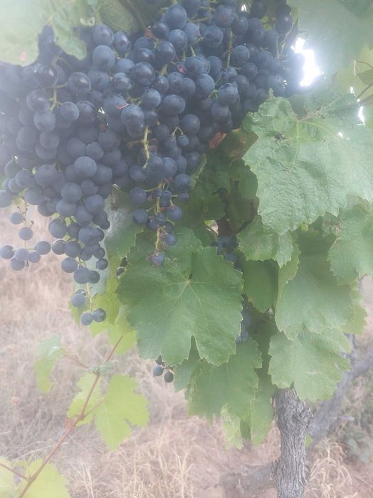 Struguri negri Burgund