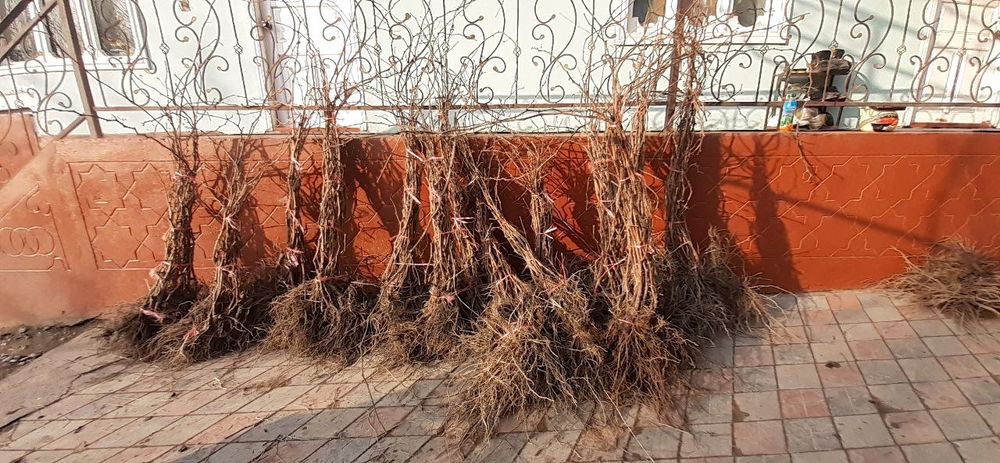 Uzum ko'chatlari ishonchli navlar