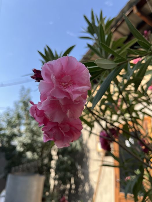 Олеандр в горшке