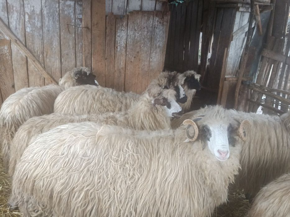 Vând berbec oacheș