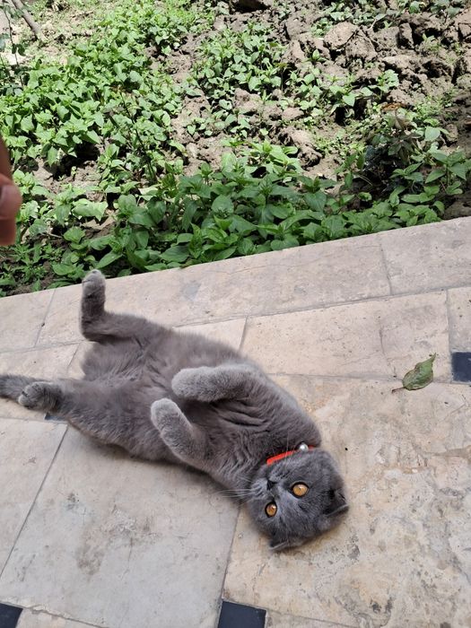 Шотландская вислоухая кошка