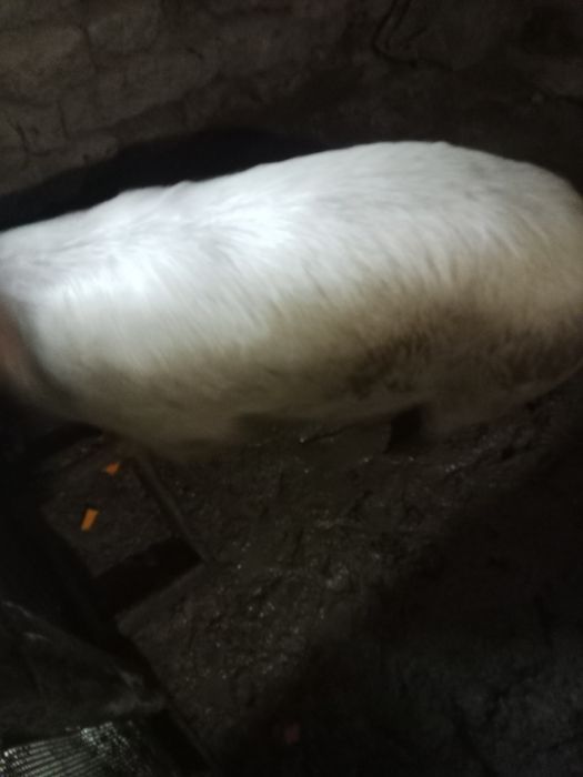 Продаются свиньи