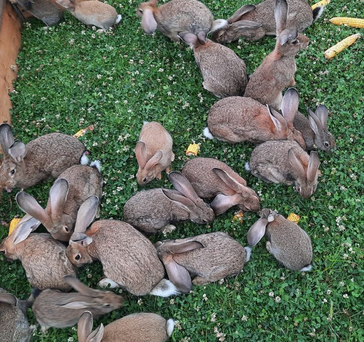 Vând iepuri belgieni