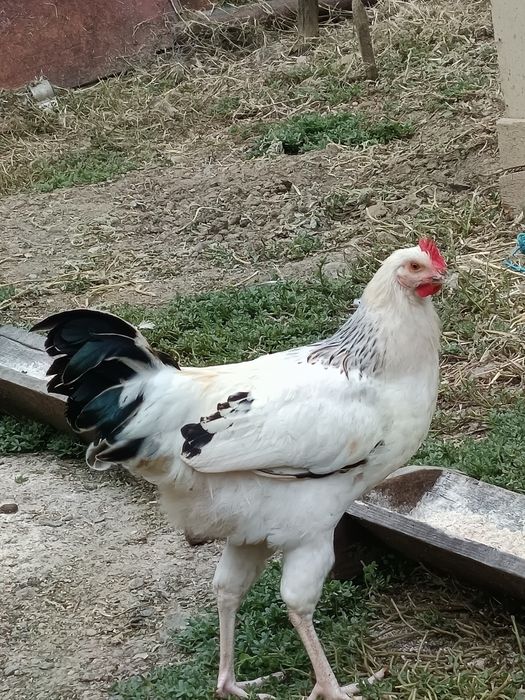 Cocosi sussex schimb sau vînd