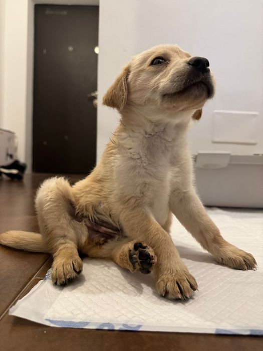 Plimb caini - Bucuresti