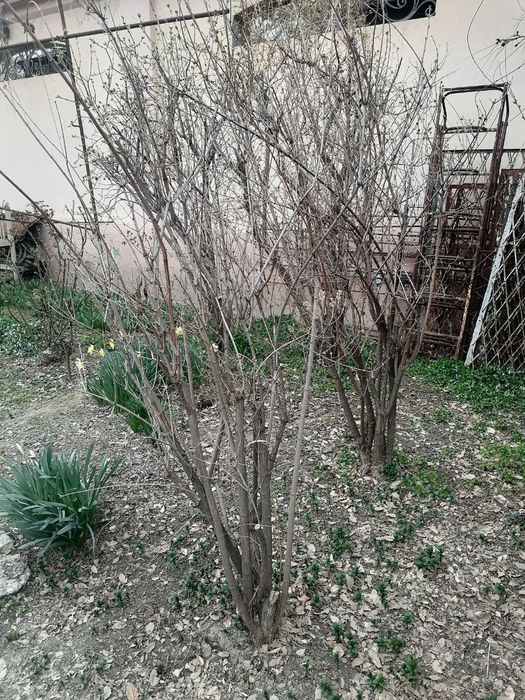 Кустарник виноград саженцы