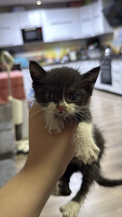 Отдам котят в добрые ручки