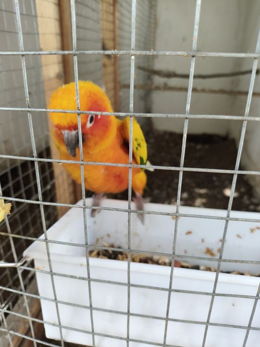 Попугай солнечный аратинга.