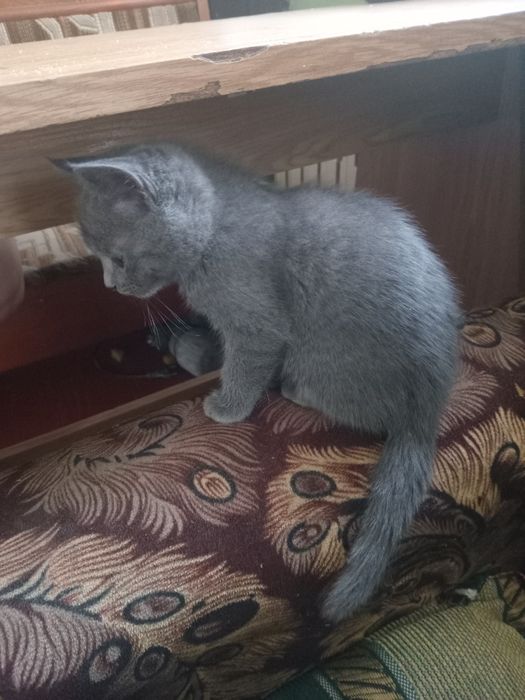 Котёнок британка девочка