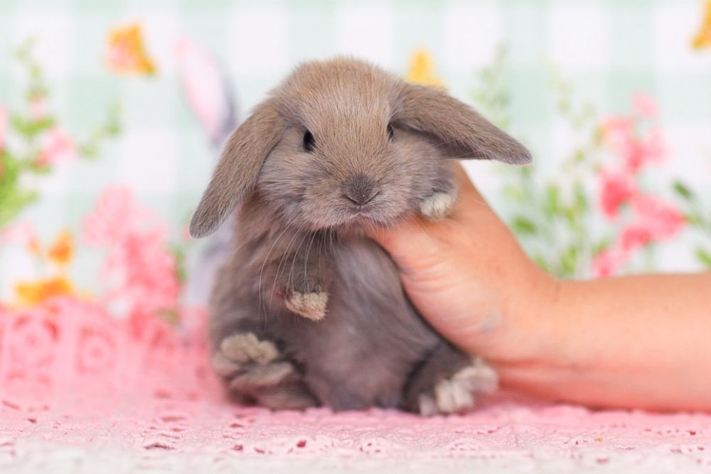Кролики карликовые из Питомника