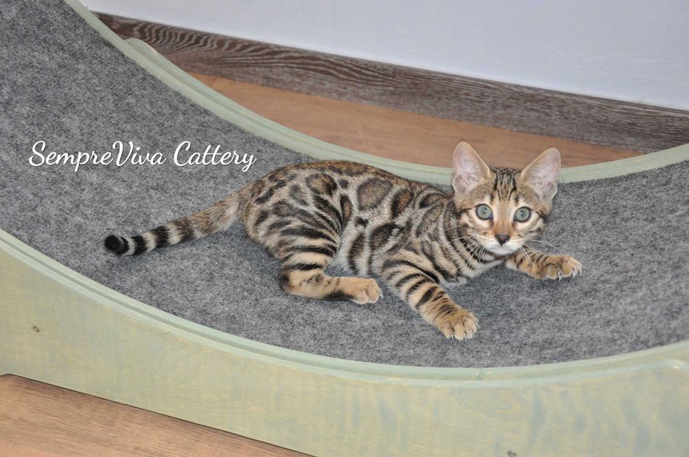 Бенгалска котка женска