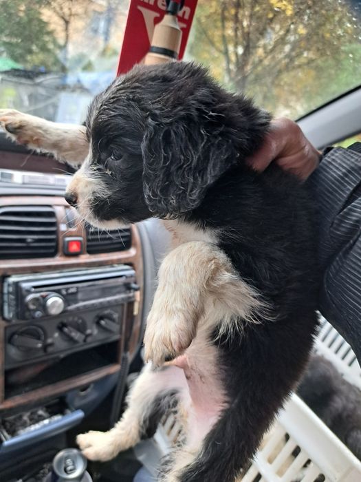 Лагото-Кокер на 80дена. Обезпаразитено и ваксинирано!