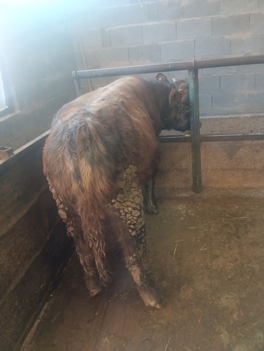 Бычок стоит на откорме 500000тыс