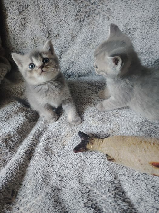Замечательные шотландские малыши