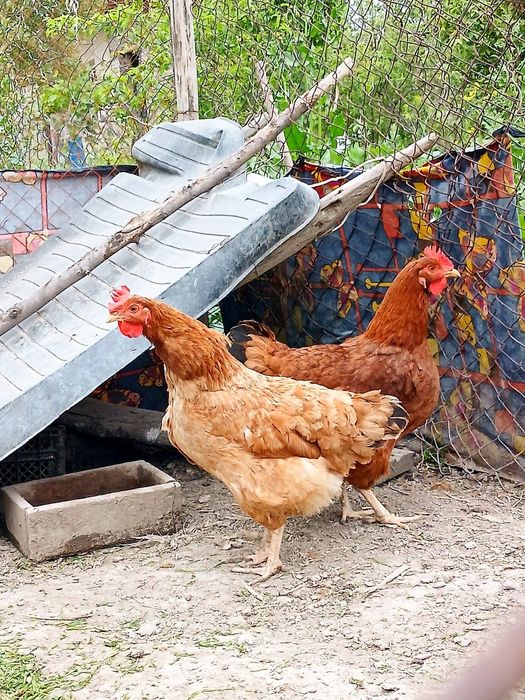 Венгерские велекан парода товук жужалари сотилади