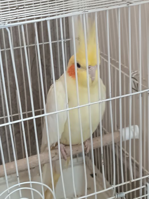 Продам карелла девочка 1.5 года