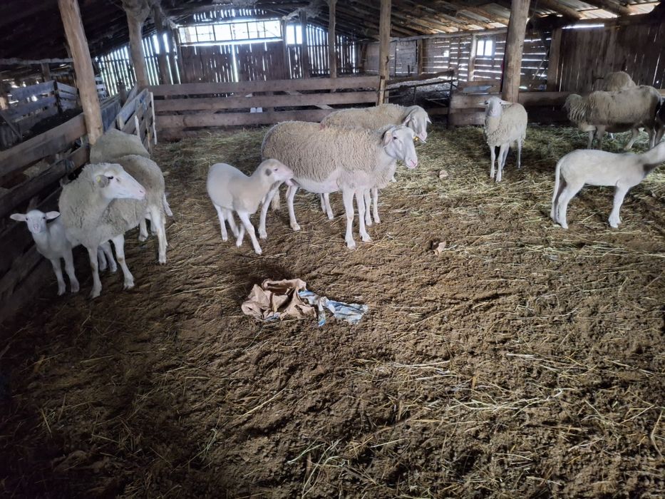 Oi lacune cu miei după ele