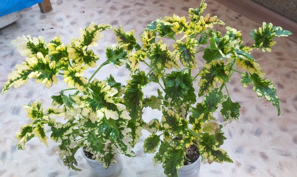 Комнатные, садовые цветы Колеусы