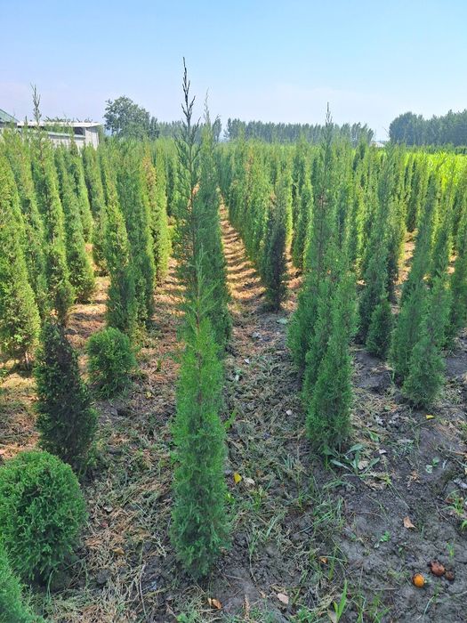 Арчалар хлма хил турдаги.