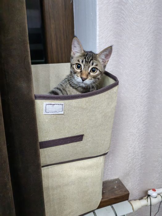 Котёнок в добрую и любящую кошек семью