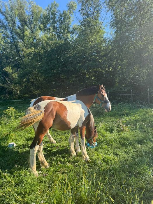 Mânz tărcat echitatie