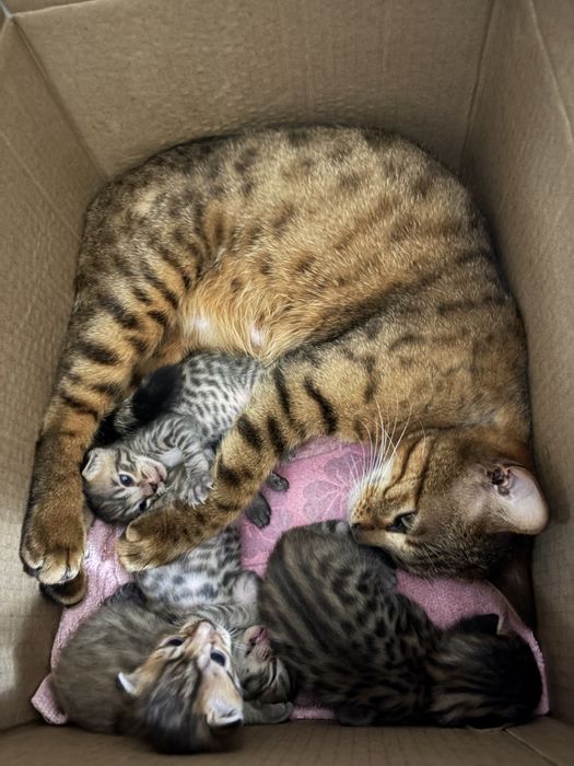 Бенгальские котята