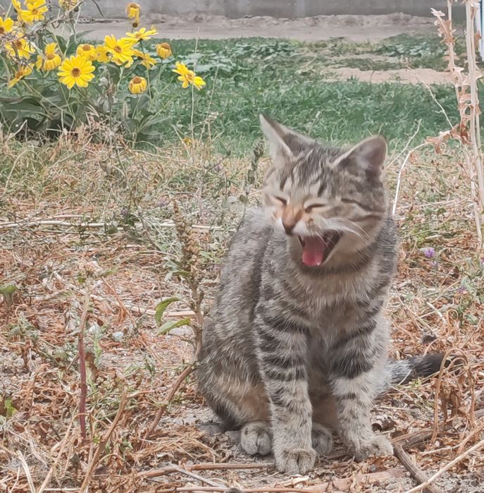 Котик бесплатный