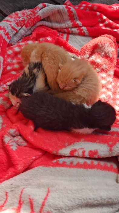 4 pui de pisicuta