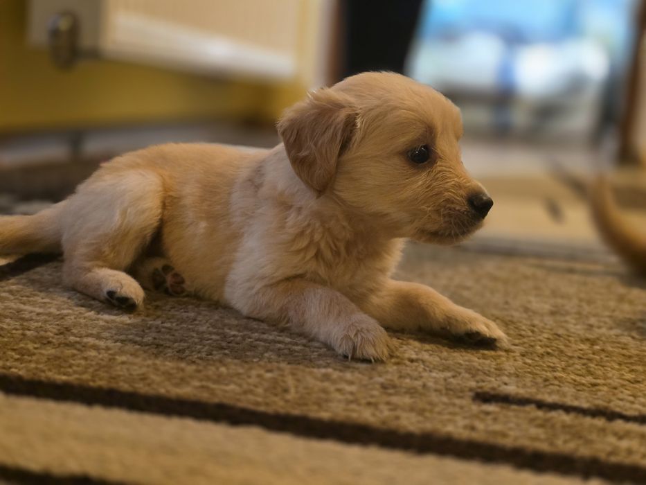 Бебета Голдън ретривър