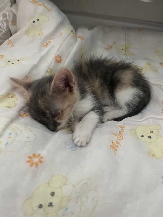 Кочка маленкий девочка