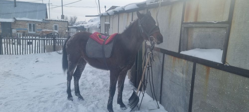 Продаётся лошадь