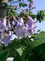 paulovnia tomentosa 1m