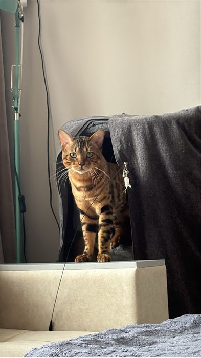 Вязка кота бенгала