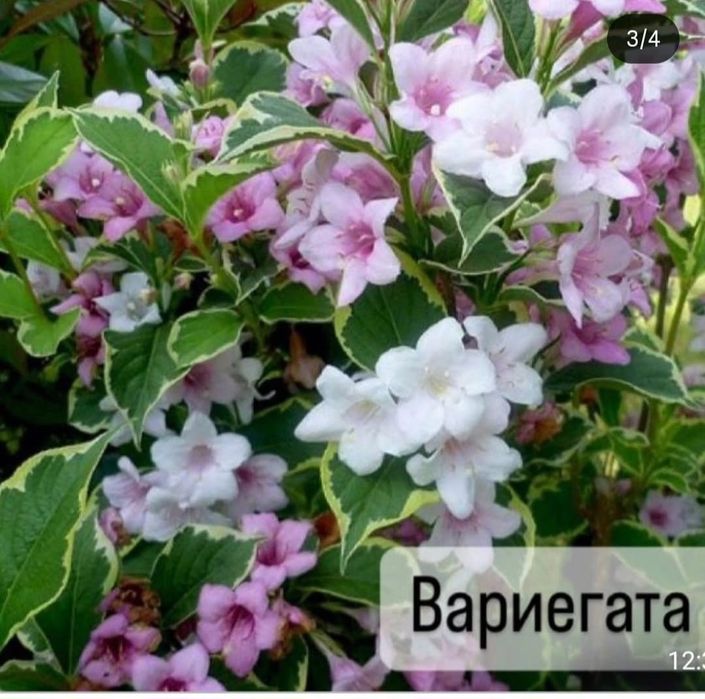 Гортензии, спиреии, вейгелы