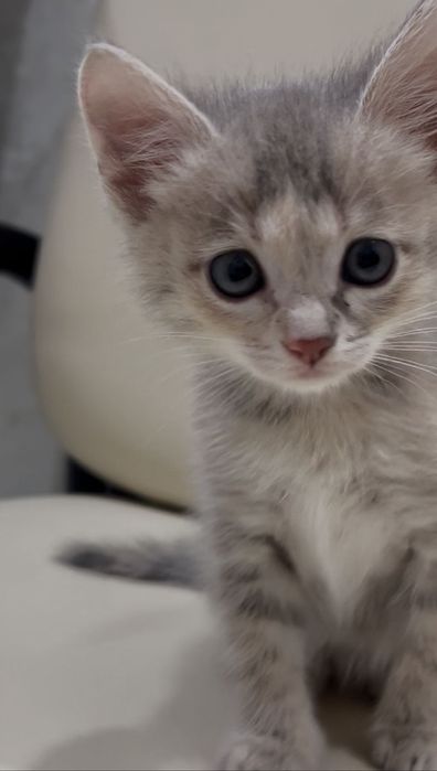британская котята