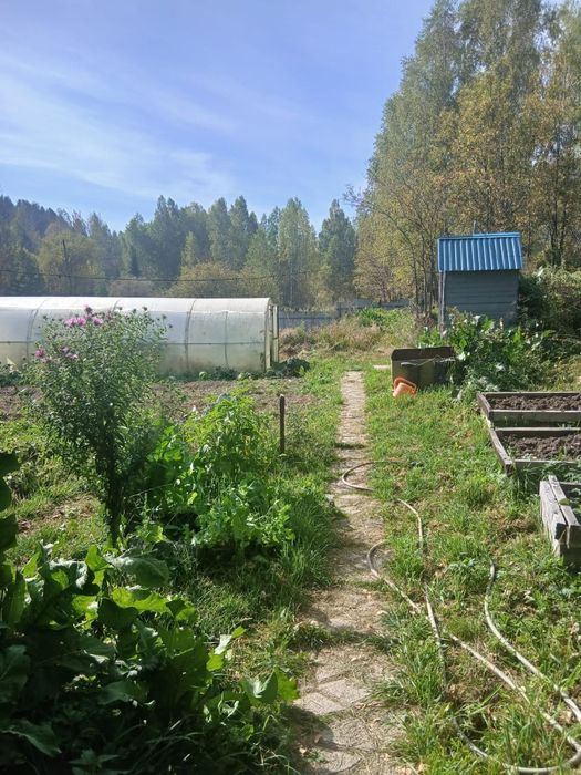 Продам дачу_пасеку на шаравке