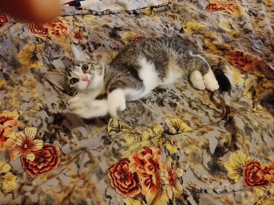 Отдадим котенка в хорошие руки