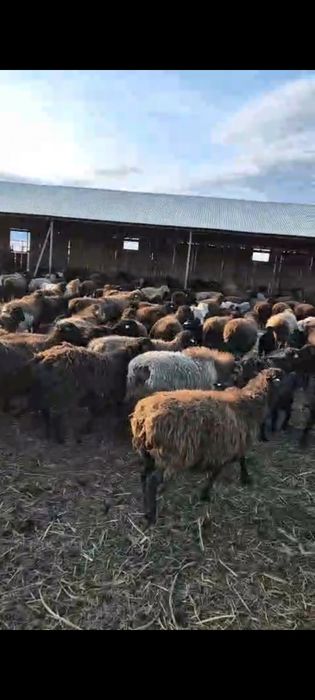 Продам маточное поголовье баранов